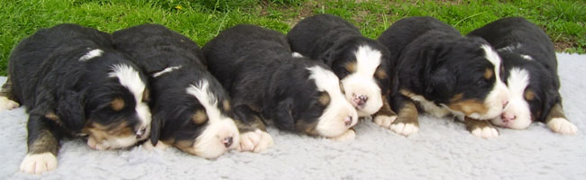 Vitéz - Veni - Venera - Viva - Vidra - Vezér