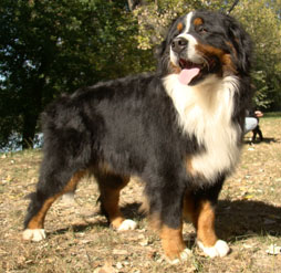 Medves-Hegyi Premium