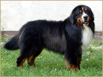 Szárhegyaljai Syrius Black