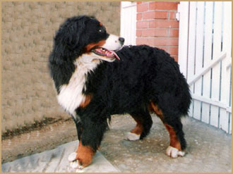 Wekerlei-Nagymedve Quitta