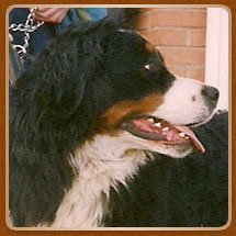 Wekerlei-Nagymedve Quitta