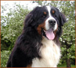 Zalaparti-Berni O'Men